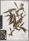 Foto von Salix bonplandiana Kunth